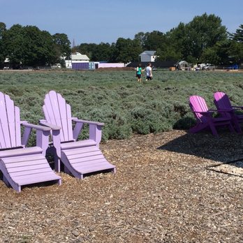 Lavender by the Bay - Nice lavender-colored Adirondack chairs. - Pick Your Own Farms Near Me - East Marion, New York Lavender by the Bay - Nice lavender-colored Adirondack chairs. - Pick Your Own Farms Near Me - East Marion, New York