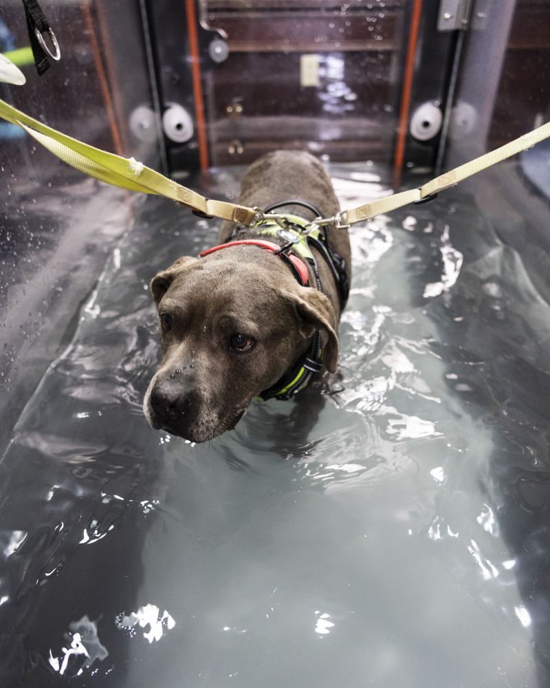 ACE OF PAWS 2633 Dakota St NE, Albuquerque, New Mexico