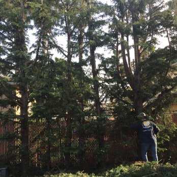 Pacific Tree Care - After--more open, cut several feet off top. - Tree Services Near Me - Santa Monica, California Pacific Tree Care - After--more open, cut several feet off top. - Tree Services Near Me - Santa Monica, California