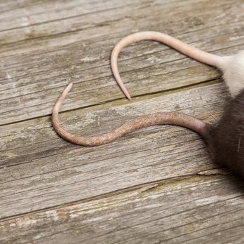 Frontier Services - Pest Control Near Me - Lewisville, Texas