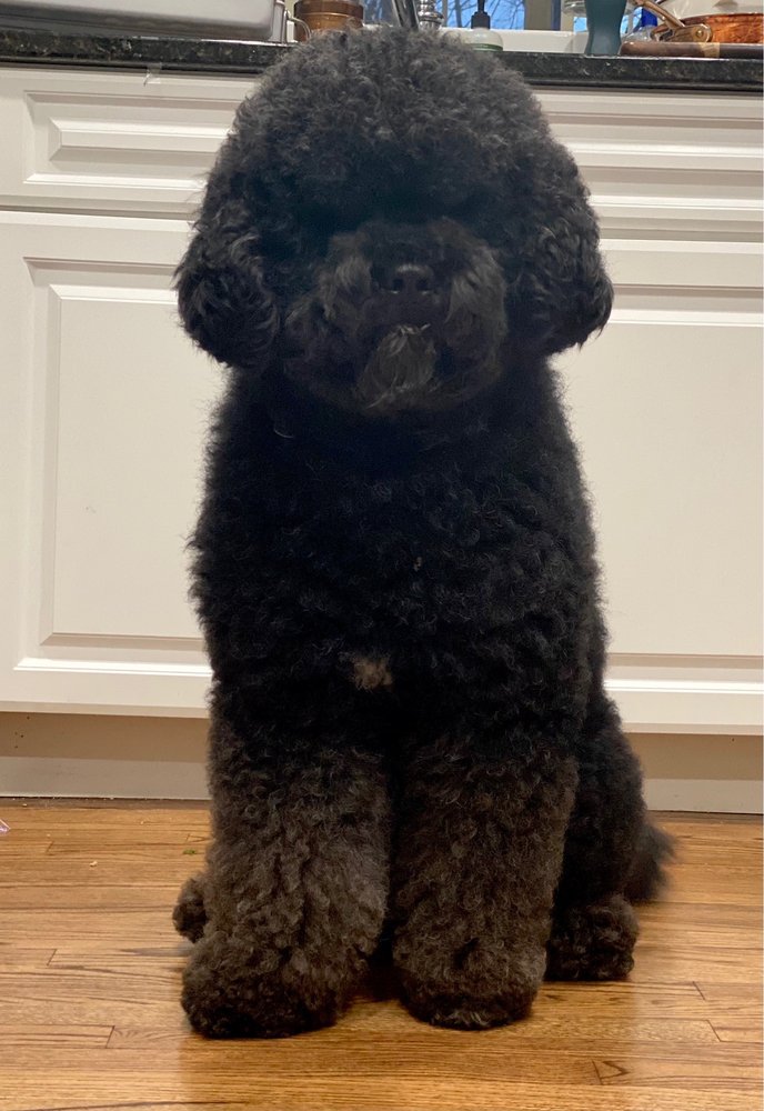 BARKS AND BUBBLES Updated August 2024 16 Reviews 60 Pemberwick Rd