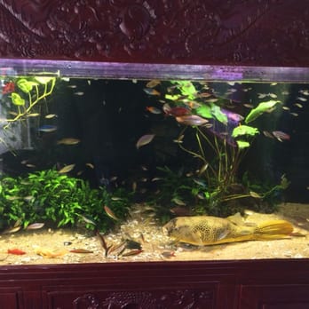 Aquarium Co-Op - Aquarium Services Near Me - Edmonds, Washington Aquarium Co-Op - Aquarium Services Near Me - Edmonds, Washington