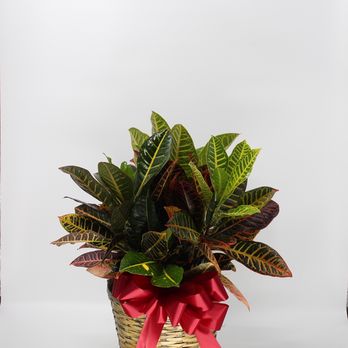Greenspoint Florist - Sympathy Plants available - Florists Near Me Greenspoint Florist - Sympathy Plants available - Florists Near Me