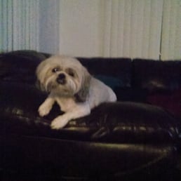 A few days after a good grooming