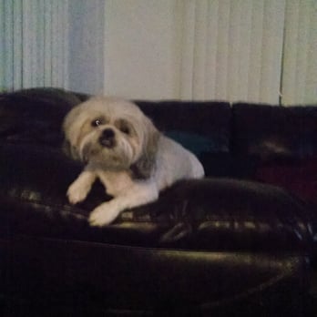 Broadway Grooming - A few days after a good grooming - Pet Groomers Near Me - Tucson, Arizona