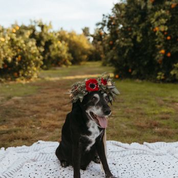 The Floral Theory - Coordinate ribbon to the flowers in the floral crown - Floral Designers Near Me - Mesa, Arizona The Floral Theory - Coordinate ribbon to the flowers in the floral crown - Floral Designers Near Me - Mesa, Arizona