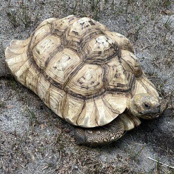Popcorn Park Zoo - Turtle - Zoos Near Me - Forked River, New Jersey