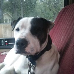 Expert Yard and Garden - Berta Girl