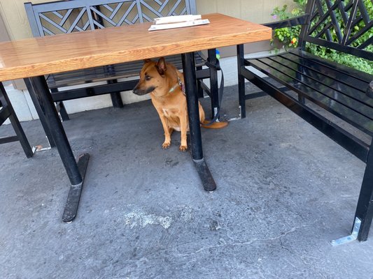 Photo of Bajis Cafe - Mountain View, CA, US. Dog Friendly!