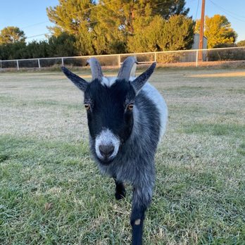 Rowell Ranch - Oreo - Community Service/Non-Profit Near Me - Chandler, Arizona Rowell Ranch - Oreo - Community Service/Non-Profit Near Me - Chandler, Arizona