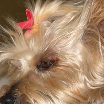 Julian's Pet Grooming - Pet Sitting Near Me - El Paso, Texas Julian's Pet Grooming - Pet Sitting Near Me - El Paso, Texas