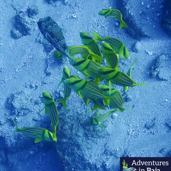 Adventures in Baja - Beautiful. - Scuba Diving Near Me - Cabo San Lucas, BCS