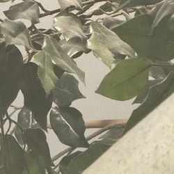 Jungle Roots Children's Dentistry & Orthodontics - Phoenix - Super dusty jungle leaves
