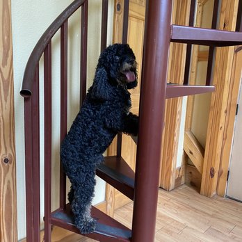 River Road Treehouses - The narrow spiral staircase to the loft- even my dog couldn't get up there. - Vacation Rentals Near Me - Canyon Lake, Texas River Road Treehouses - The narrow spiral staircase to the loft- even my dog couldn't get up there. - Vacation Rentals Near Me - Canyon Lake, Texas