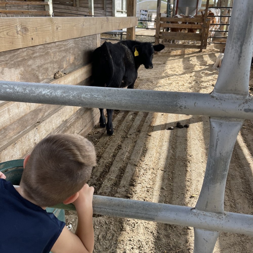 Bergey's Breadbasket - A calf! Right by the big sand piles for kids to play in. - Bakeries Near Me - Chesapeake, Virginia