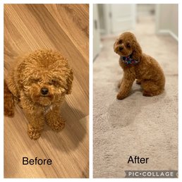Before and After of my Toy Cockapoo - The image features a side-by-side comparison of a small, curly-haired dog, possibly a toy poodle, before and after grooming. The 'before' photo shows the dog with a fluffy, untrimmed coat, standing on a wooden floor. The 'after' photo depicts the same dog with a neatly trimmed, shorter coat, sitting on a carpeted floor in a home interior, wearing a colorful bandana. The grooming highlights a transformation from a shaggy appearance to a tidy, styled look.
