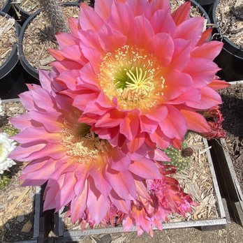Waterwise Botanicals - Nurseries & Gardening Near Me - Bonsall, California