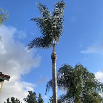 L Bravo Tree Services - Tree Services Near Me - Santa Ana, California