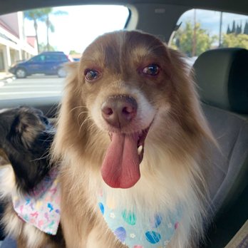 Pet Strands Grooming - Pet Groomers Near Me - Orange, California