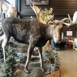Cabela's - Bulwinkle