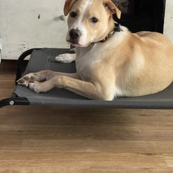 Be Free Dog Training