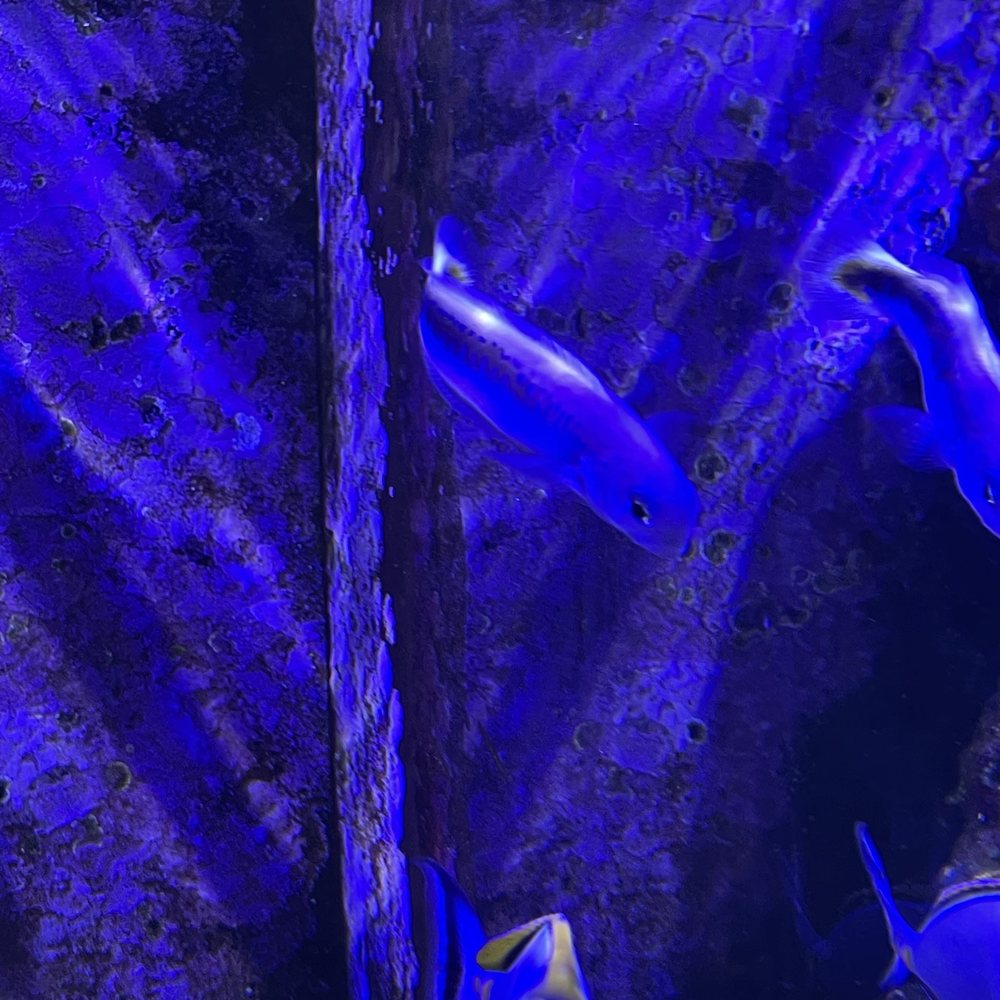Fish Fish
