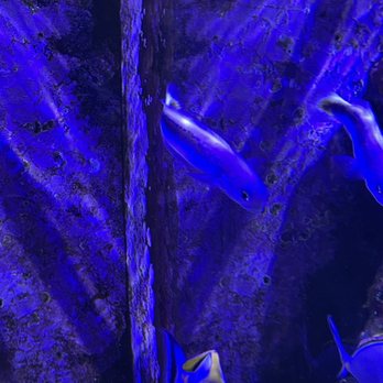 Austin Aqua-Dome - Fish - Pet Stores Near Me - Austin, Texas
