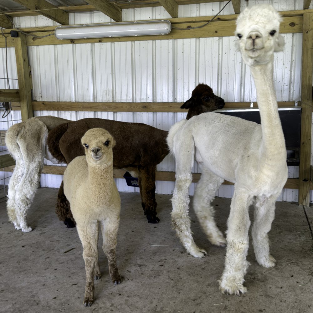 Alpacachino Ranch - Farms Near Me - Cedar Grove, North Carolina Alpacachino Ranch - Farms Near Me - Cedar Grove, North Carolina