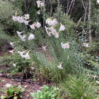 Waipahihi Botanical Reserve - Hiking Near Me - Waikato, WKO