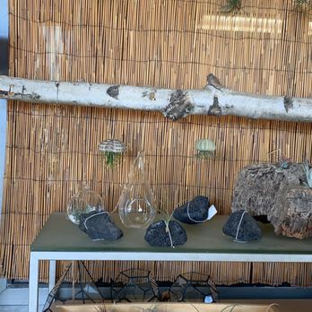 Evergreen Nursery - Air plants! - Nurseries & Gardening Near Me - San Leandro, California Evergreen Nursery - Air plants! - Nurseries & Gardening Near Me - San Leandro, California