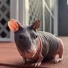 NJ Exotic Pets gift card