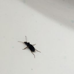 Bug in bathroom sink Bug in bathroom sink