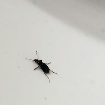 Comfort Inn & Suites Hillsville I-77 - Bug in bathroom sink - Hotels Near Me - Hillsville, Virginia Comfort Inn & Suites Hillsville I-77 - Bug in bathroom sink - Hotels Near Me - Hillsville, Virginia