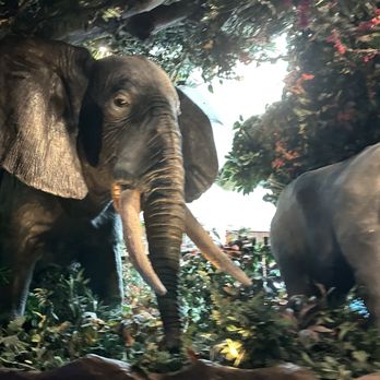 Rainforest Cafe - Elephant Animatronic - American Near Me - Las Vegas, Nevada