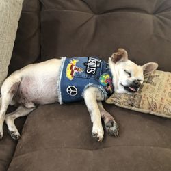 Pink Club - Cupcake resting while wearing his groovy denim vest from the Pink Club