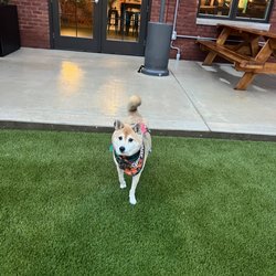 The Boozy Mutt - Outside