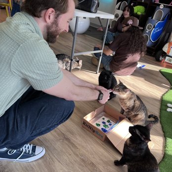 Cattyshack Cat Cafe - Themed Cafes Near Me - Fort Myers, Florida Cattyshack Cat Cafe - Themed Cafes Near Me - Fort Myers, Florida