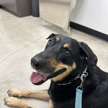 Sunset Veterinary Center - Veterinarians Near Me - Diamond Bar, California