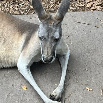 Cincinnati Zoo & Botanical Garden - Up close with the kangaroos - Zoos Near Me - Cincinnati, Ohio Cincinnati Zoo & Botanical Garden - Up close with the kangaroos - Zoos Near Me - Cincinnati, Ohio
