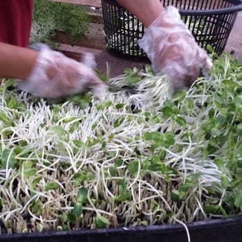 My Organic Place - Buckwheat sprouts ! - Health Markets Near Me - El Cajon, California My Organic Place - Buckwheat sprouts ! - Health Markets Near Me - El Cajon, California