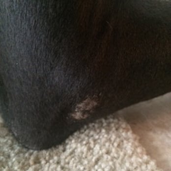 Uppity Pup - pressure sore on forearm - Pet Sitting Near Me - Diamond Springs, California