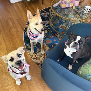 Happy Bay Paws - Happy Puppy Posse 333 - Pet Groomers Near Me Happy Bay Paws - Happy Puppy Posse 333 - Pet Groomers Near Me