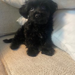 Noahs Bark