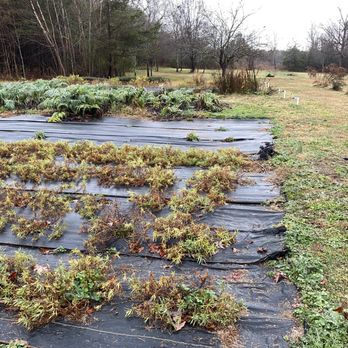 Vicario Micro-Distillery and Farm - a patch of grass that is covered with plastic - Distilleries Near Me - Greer, South Carolina Vicario Micro-Distillery and Farm - a patch of grass that is covered with plastic - Distilleries Near Me - Greer, South Carolina