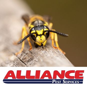 Alliance Pest Services - Pest Control Near Me - Tinton Falls, New Jersey Alliance Pest Services - Pest Control Near Me - Tinton Falls, New Jersey