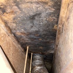 Blue Collar CrawlSpace - Mold Growth