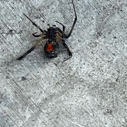 Dewey Pest & Termite Control - Black widow from patio furniture.