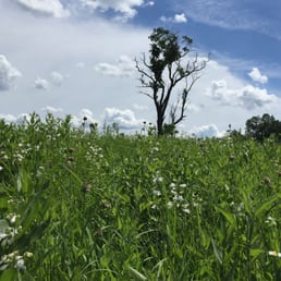 Prairie by the Wetland