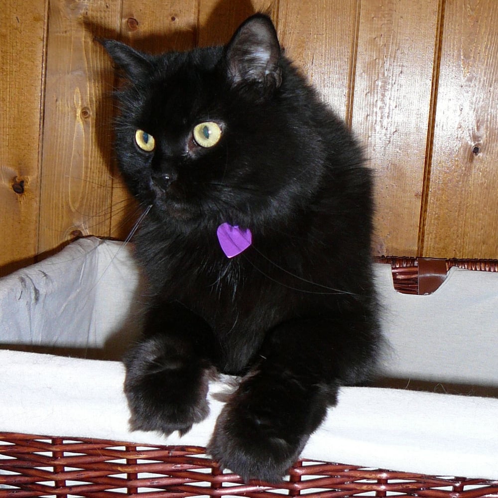 Paw-Palz - pet boarding facility in Asheville, NC