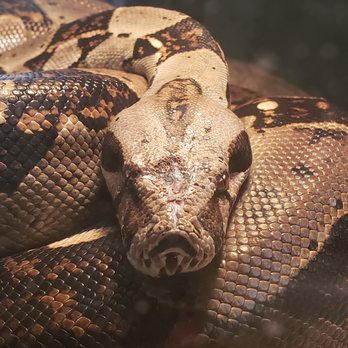 Reptile Hut - Reptile Shops Near Me - London, Ohio Reptile Hut - Reptile Shops Near Me - London, Ohio
